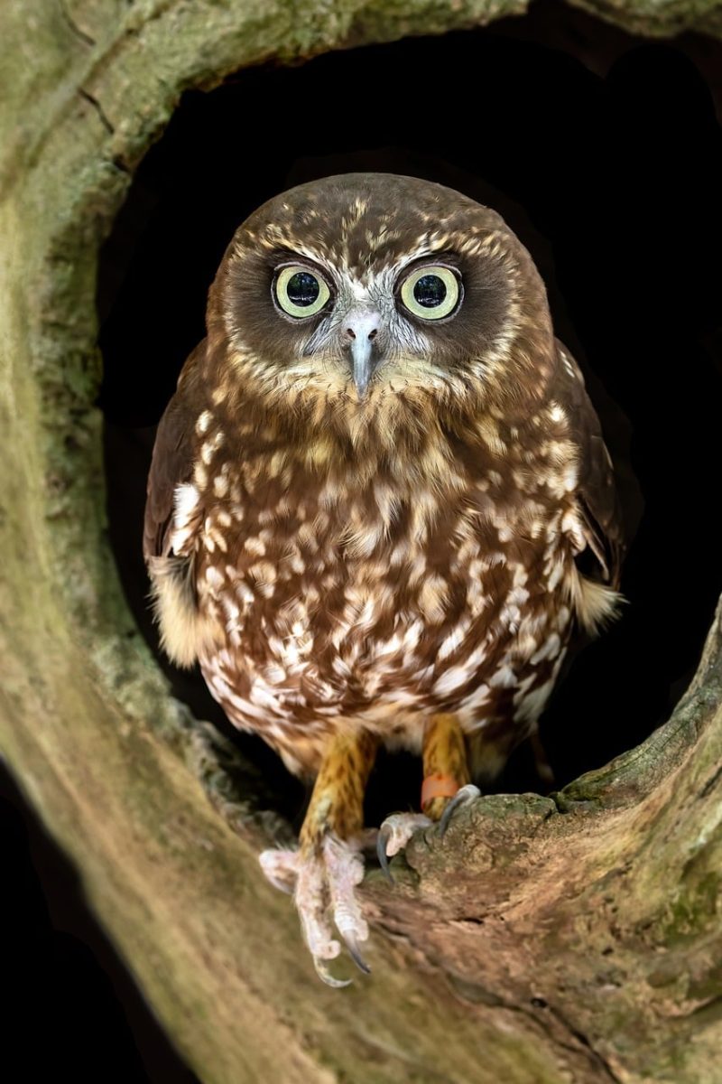owl, bird, animal, wildlife, ornithology, boobook, head, hole, wood, nest, boobook owl, little bird, raptor, camouflage, face, big eyes, northern saw-whet owl, feathered, ecology