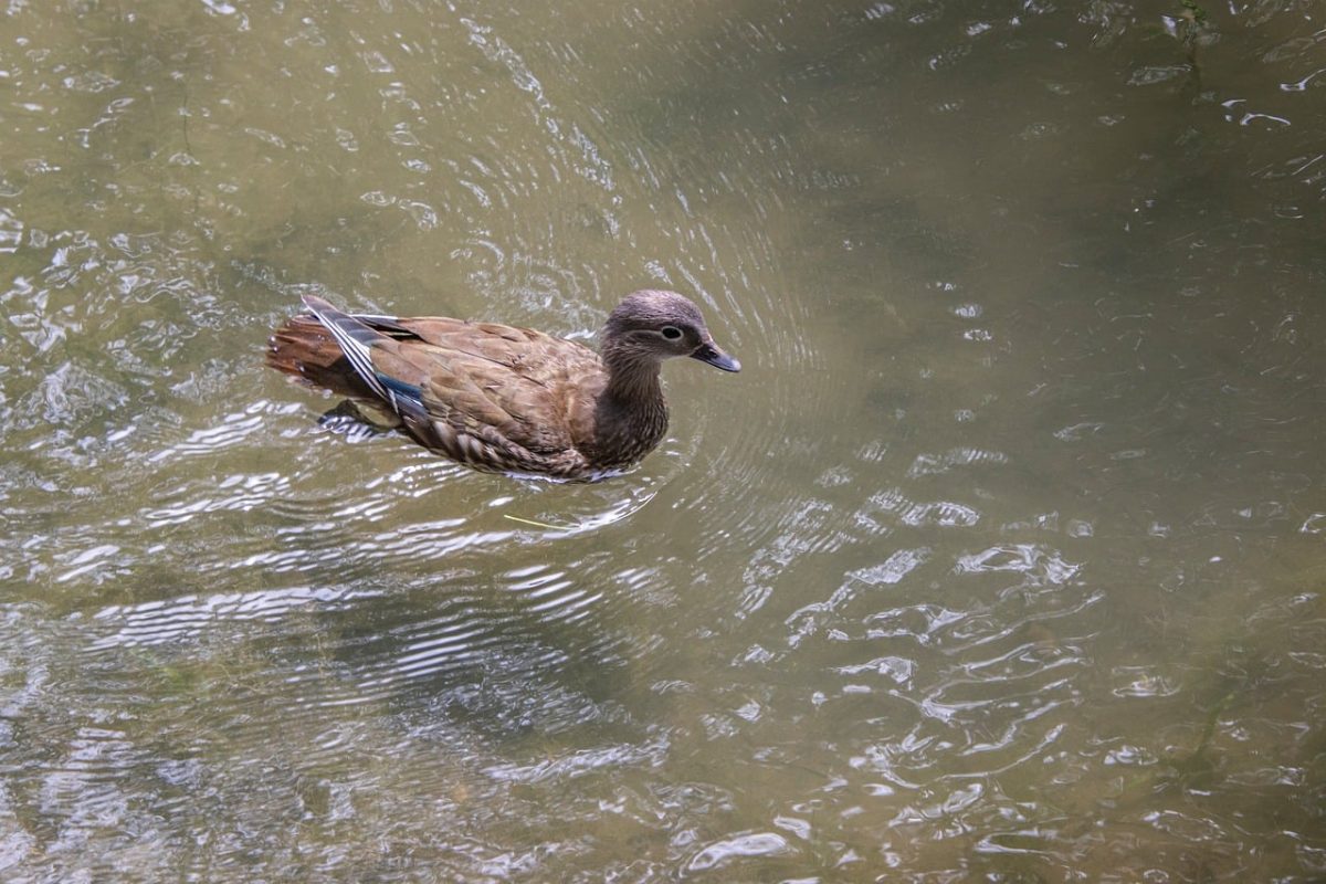 mandarin duck, nature, bird, animal, waterfowl, wildlife, water, feathers, beak, plumage, swimming, natural habitat, calm, forest water, weathered, heron, tranquility, brown, floating, gentle current