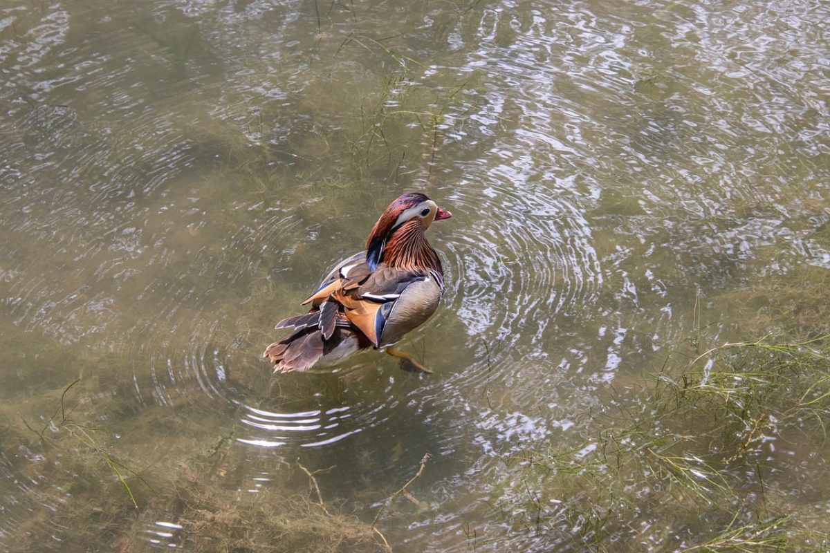 mandarin duck, duck, nature, bird, animal, waterbird, wildlife, water, feathers, plumage, natural habitat, lake, wild, floating, exotic bird, wild duck, pond, beak, aquatic plant, aquatic environment