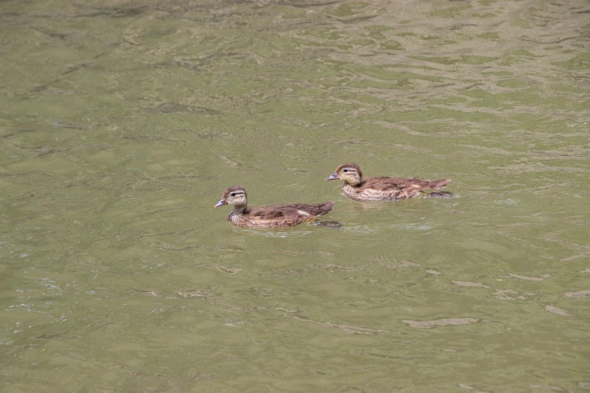 ducks, ducklings, birds, waterbirds, wildlife, feathers, water, ornithology, birdwatching, fauna, spring, juvenile, nature, animals, nesting, ecology, winter, natural environment, fresh, slippery, calm