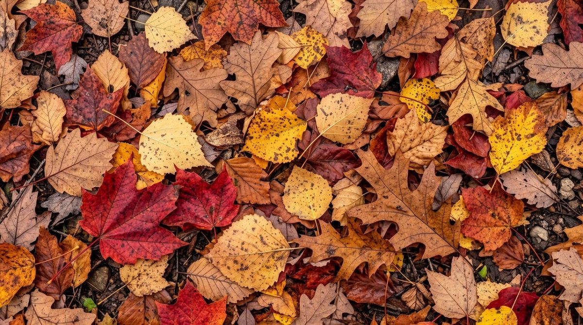 leaves, autumn, foliage, fallen leaves, colorful, nature, season, ground, pile, change, autumn mood, natural texture, plant, autumn theme, nature outdoors, plant life, climate change, outdoor image, autumn leaves