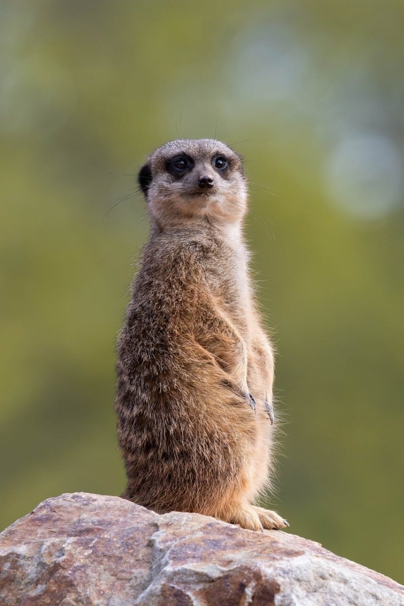 meerkat, animal, mammal, zoo, colorful background, wildlife, nature, nature exploration, watch, predators, sentry, social animals, dry environment, alert, natural science, cute animal, lookout, behavior