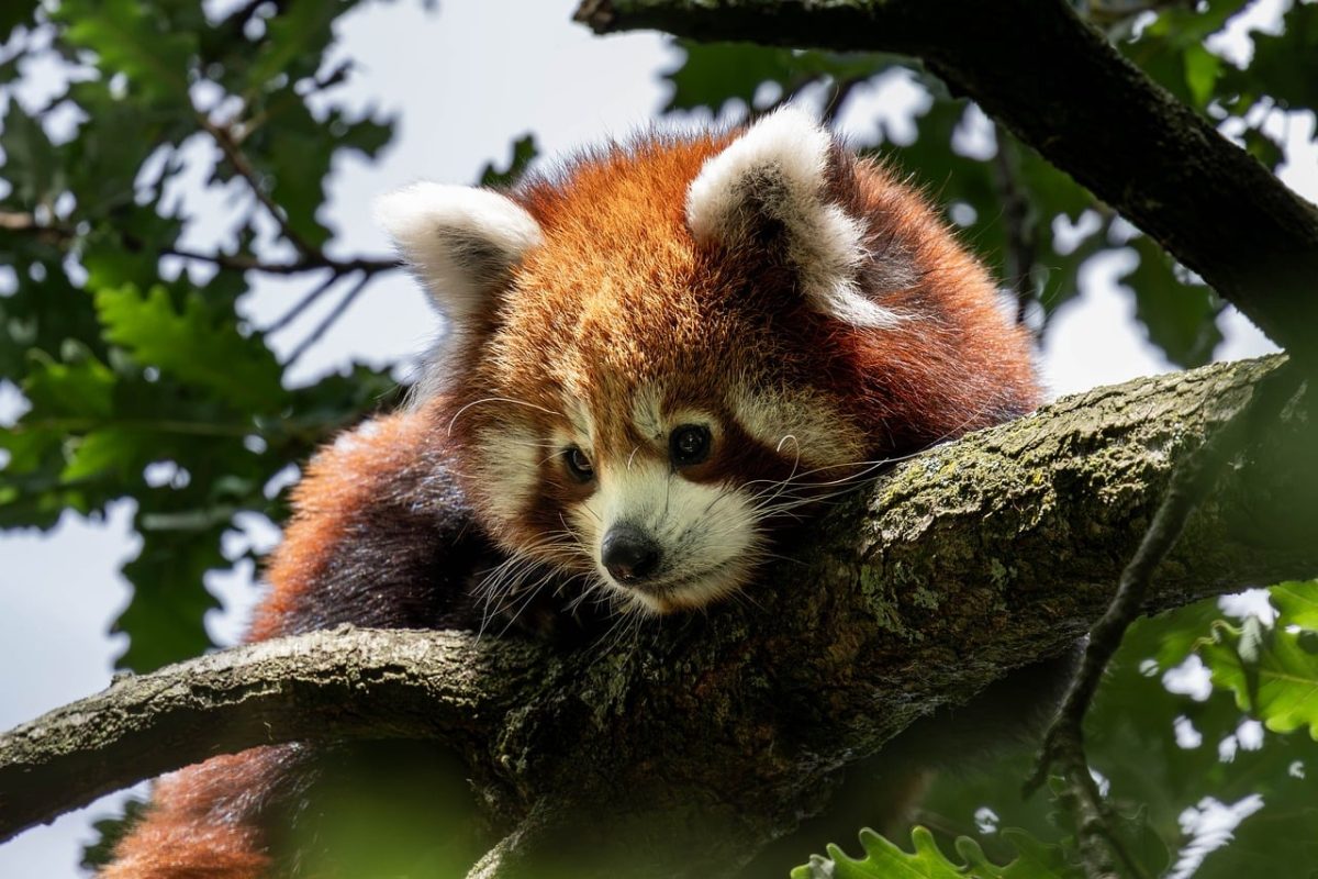 red panda, animal, mammal, tree, deciduous tree, foliage, nature, camouflage, peaceful, rest, zoo, small mammal, fluffy, animal care, native, tiredness, habitat, asian, eyes