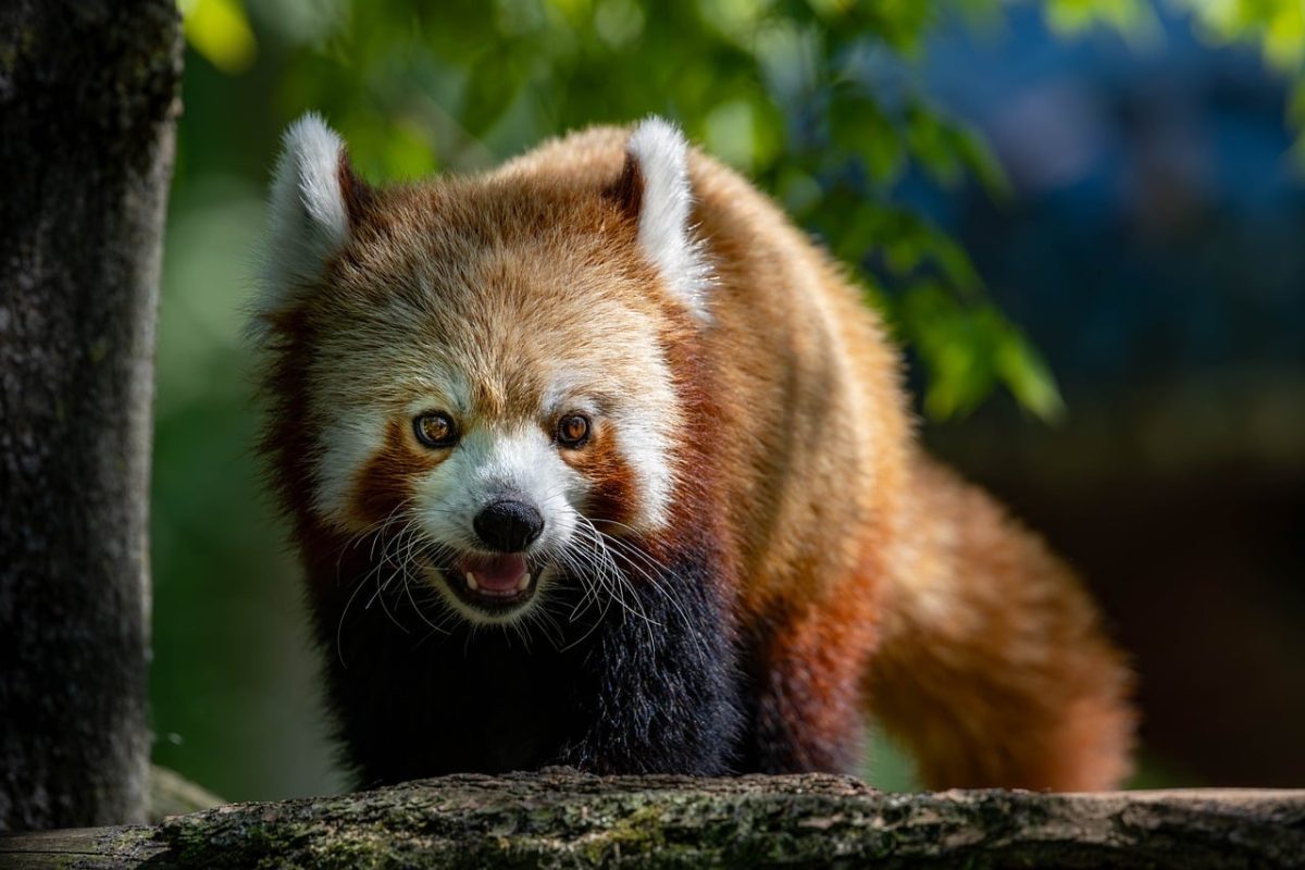 red panda, animal, mammal, tree, fur, zoo, stuffed animal, wildlife, teeth, gaze, adorable, natural, foliage, monkey, cute, exotic, climbing, nature, asian