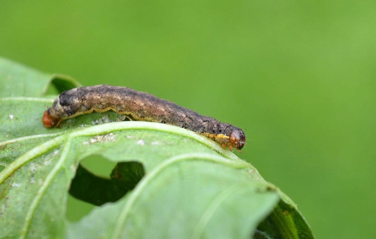 caterpillar, leaf, pest, close-up, larva, leaf damage, voracious, agricultural pest, ecology, biology, green, foliage, nature, photography, fauna, leaf detail