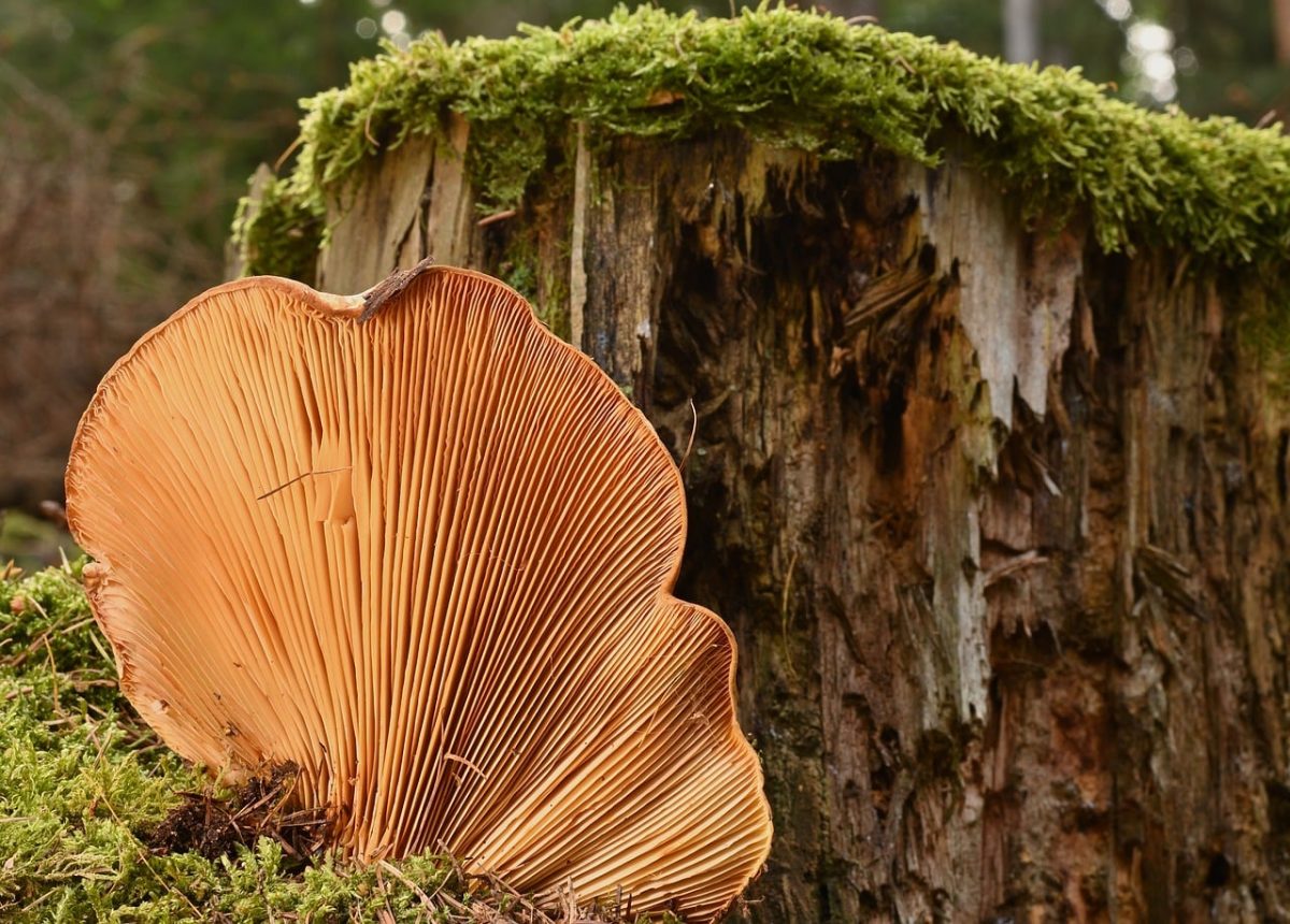 mushroom, moss, forest, nature, tree stump, autumn, gilled mushrooms, overhead, wood, forest floor, texture, close-up, mushroom picking, yellow, detail, mycology, environment, focus, mushroom foraging, half-light
