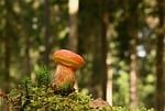 mushroom, forest, moss, nature, foraging, autumn, wood, macro photography, green, mossy ground, wilderness, detail, plant, forest environment, ecosystem, symbiosis, beautiful, fruiting body, wild, habitat
