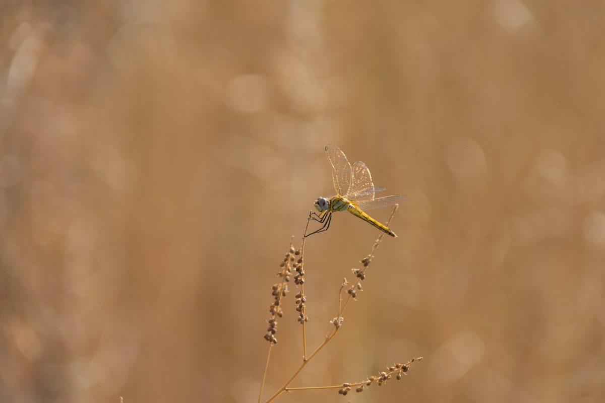 dragonfly, windows wallpaper, wallpaper hd, laptop wallpaper, nature, insect, fauna, free background, wings, macro, entomology, twig, background, beautiful wallpaper, desktop backgrounds, hd wallpaper, mac wallpaper, 4k wallpaper 1920x1080, wallpaper 4k, beauty, summer, free wallpaper, natural, 4k wallpaper, full hd wallpaper, details, afternoon, natural color, pastel, light, solitary, ecosystem, cool backgrounds, warm