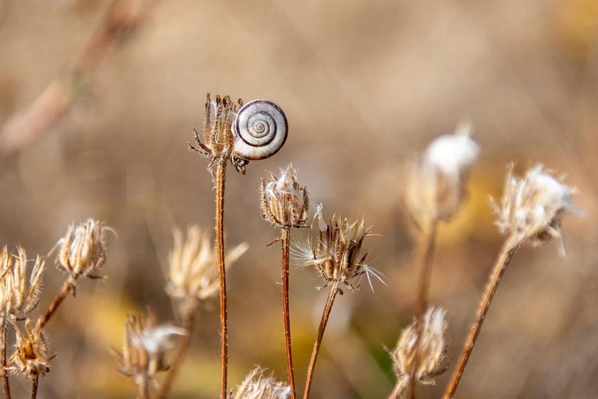 snail, nature, dry grass, cool backgrounds, background, desktop backgrounds, close-up, blurred, natural scenery, laptop wallpaper, autumn colors, windows wallpaper, full hd wallpaper, free wallpaper, 4k wallpaper, snail shell, wallpaper 4k, cute, macro photography, free background, hd wallpaper, natural world, decorative, insects, mac wallpaper, 4k wallpaper 1920x1080, peaceful, wallpaper hd, still life, rural, beautiful wallpaper, weimaraner gray, animal world