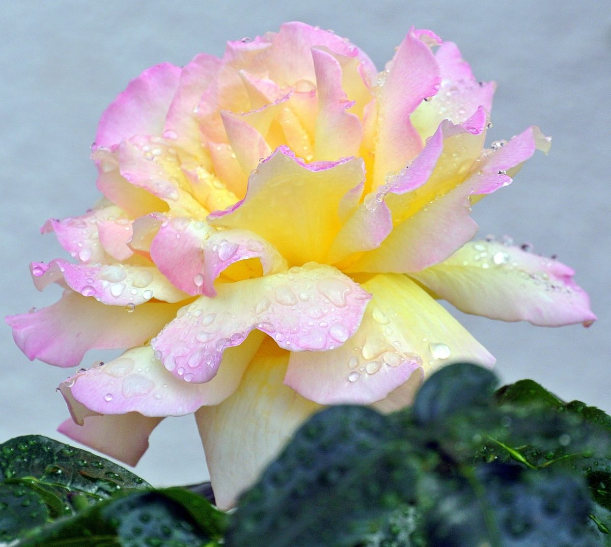 rose, flower, yellow, pink, petals, dew, fresh, leaves, nature, floral, romantic, garden, wet, natural, details, colorful, contrast, pastel, spring, attractive