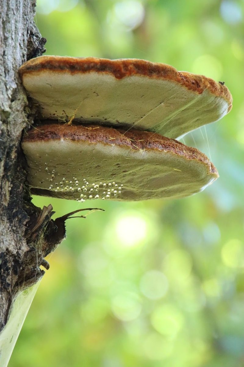 mushroom, tree, bracket fungus, droplet, nature, forest, tinder fungus, insect, macro, green background, moist, autumn, ecology, fungus growth, bokeh, dry branch, observation, close-up, tree health