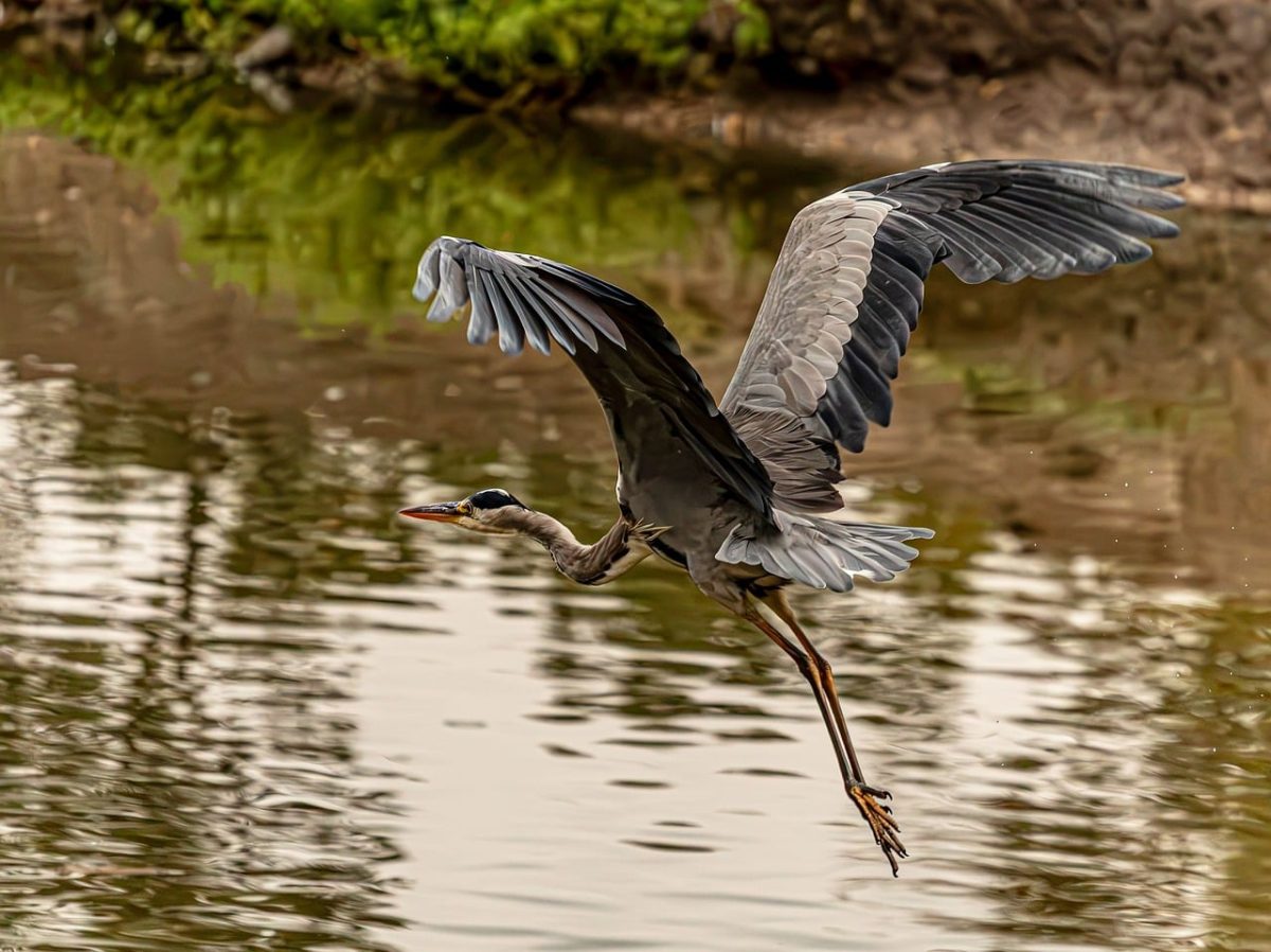 heron, grey heron, great blue heron, bird flight, wildlife, nature, autumn, wings, pond, reflection, calm water, outdoor, bird in flight, flying heron, wingspan, animal, lake, river, feather, algae