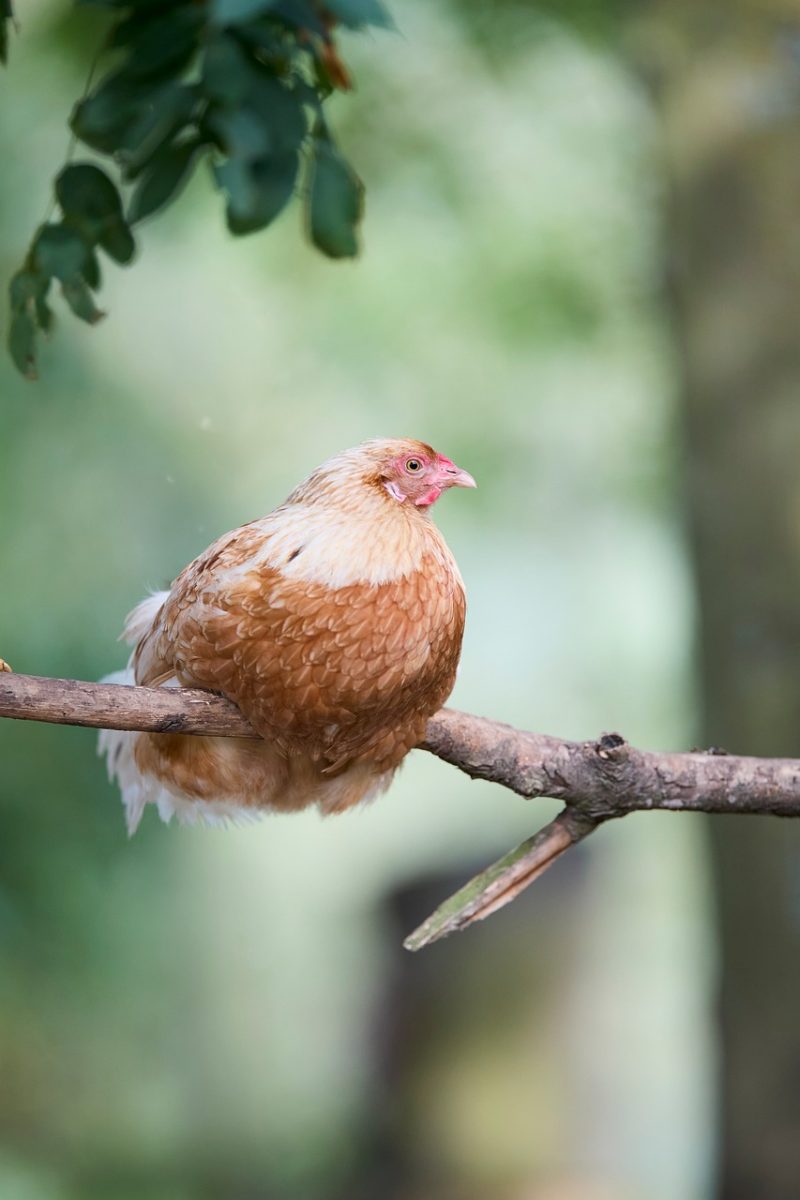 hen, bird, poultry, feathers, nest, nature, branch, tree, outdoors, farm, sitting, calm, deep brown, remarkable, alert, green background, countryside, animal, agriculture
