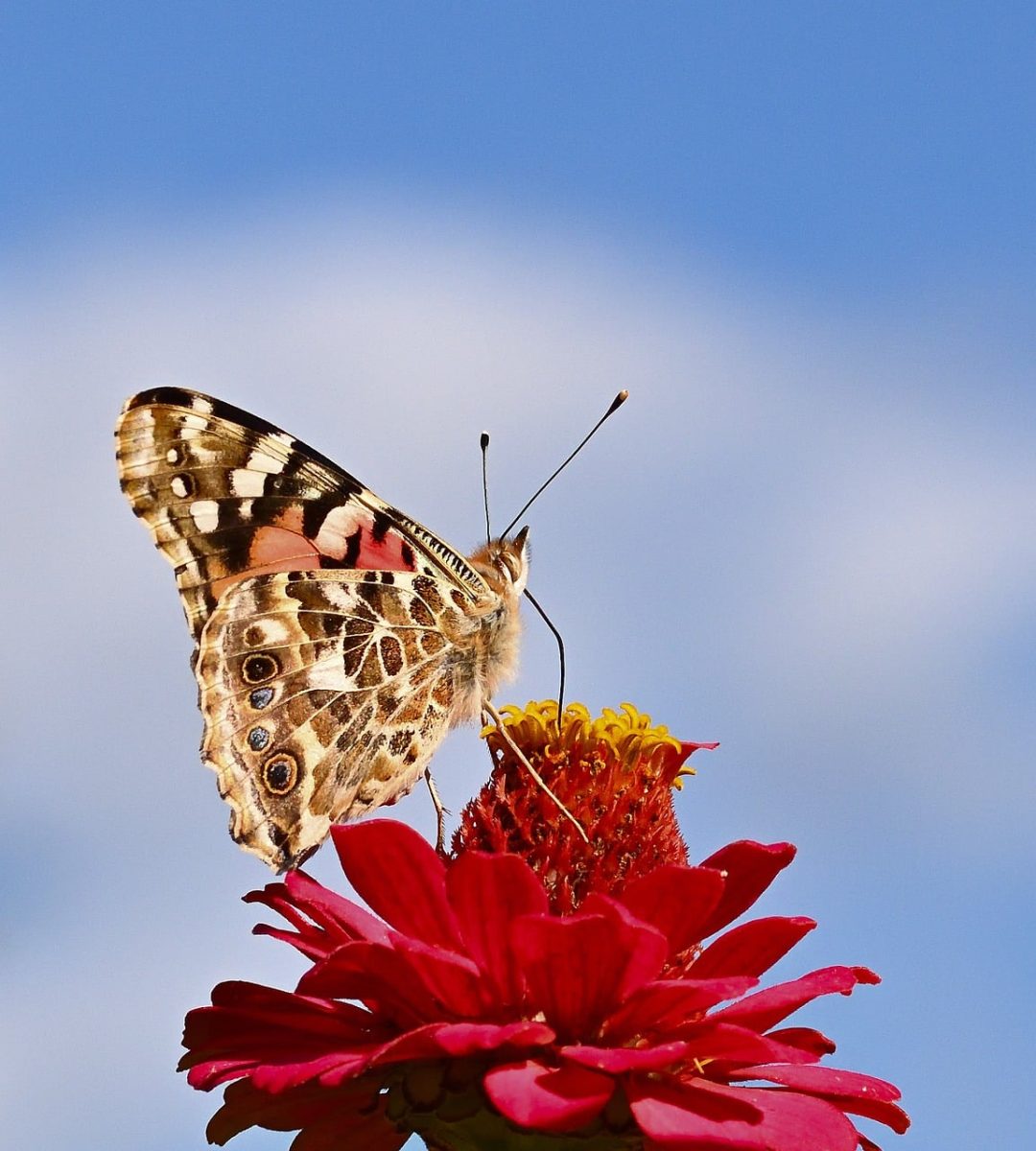 butterfly, flower, blue sky, zinnia, pollination, macro, nature, painted lady, wings, red, yellow, petals, sunny day, close focus, detail, summer scene, natural beauty, soft light, insect, landing