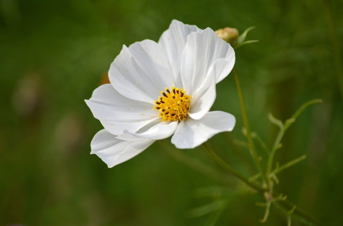 cosmos, white flowers, garden flowers, summer flower, blurred background, nature, flower, violets, garden plant, petal, vibrant colors, stigma, creativity in nature, spontaneous beauty, rustic style, soft lighting, floral appearance, surrounding greenery, aesthetic simplicity, elements of nature