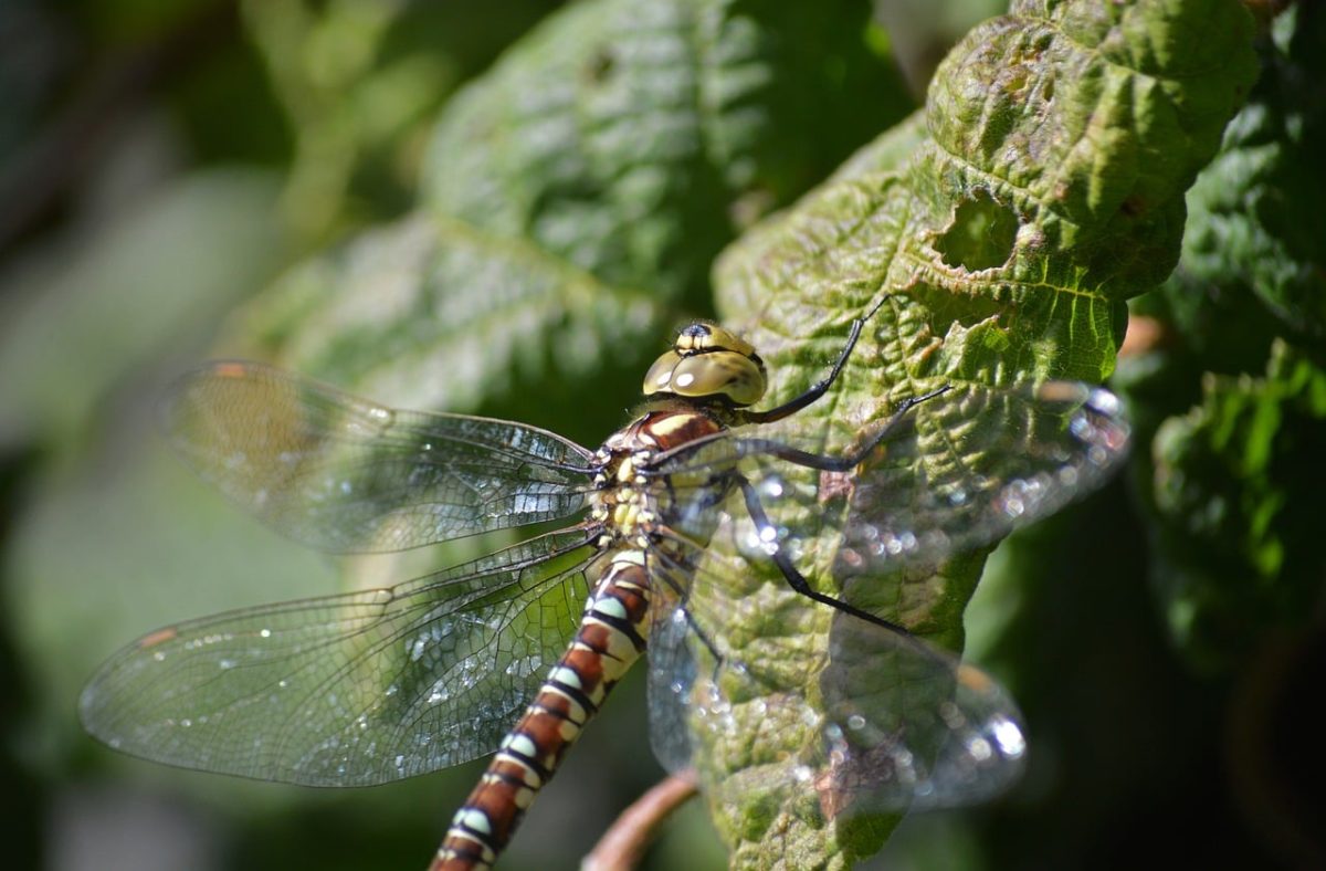 dragonfly, cool backgrounds, hawker dragonfly, free background, wallpaper hd, blue-green, nature, mac wallpaper, 4k wallpaper, flying, beautiful wallpaper, hd wallpaper, green leaf, wing details, desktop backgrounds, beautiful details, macro, 4k wallpaper 1920x1080, insect, background, animal, environment, photography, laptop wallpaper, free wallpaper, famous wings, full hd wallpaper, wallpaper 4k, windows wallpaper, detail, texture, low angle view, wildlife, outdoors