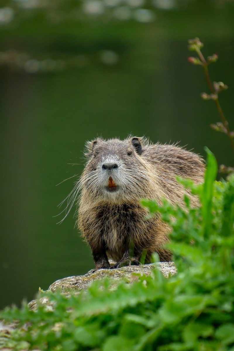 nutria, coypu, wild animal, rodent, nature photography, shore, vegetation, water, wildlife, fur, orange teeth, swamp, nature, animal portrait, green bush, clear view, wild, natural habitat, beautiful scenery