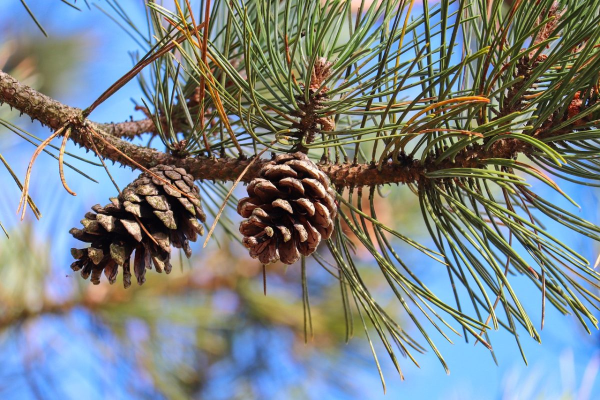 pinecone, pine, nature, branch, conifer, sunny, blue sky, close-up, august, seeds, greenery, ecology, natural world, shape, eco-friendly, bark, summer