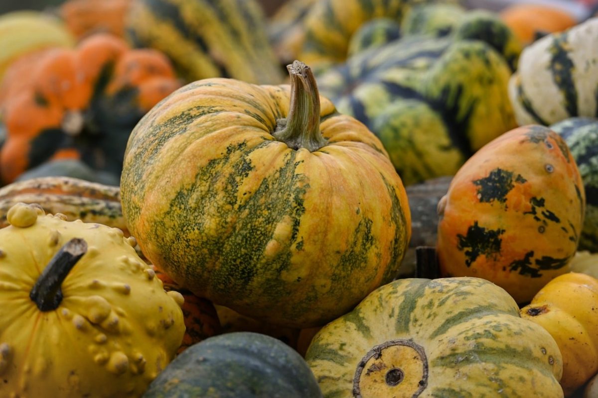 pumpkin, various colors, autumn, agriculture, green, yellow, orange, speckled, harvest, decorative, vegetables, texture, cultivar, traditional, composition, market, autumn decoration, colors of nature, color, natural