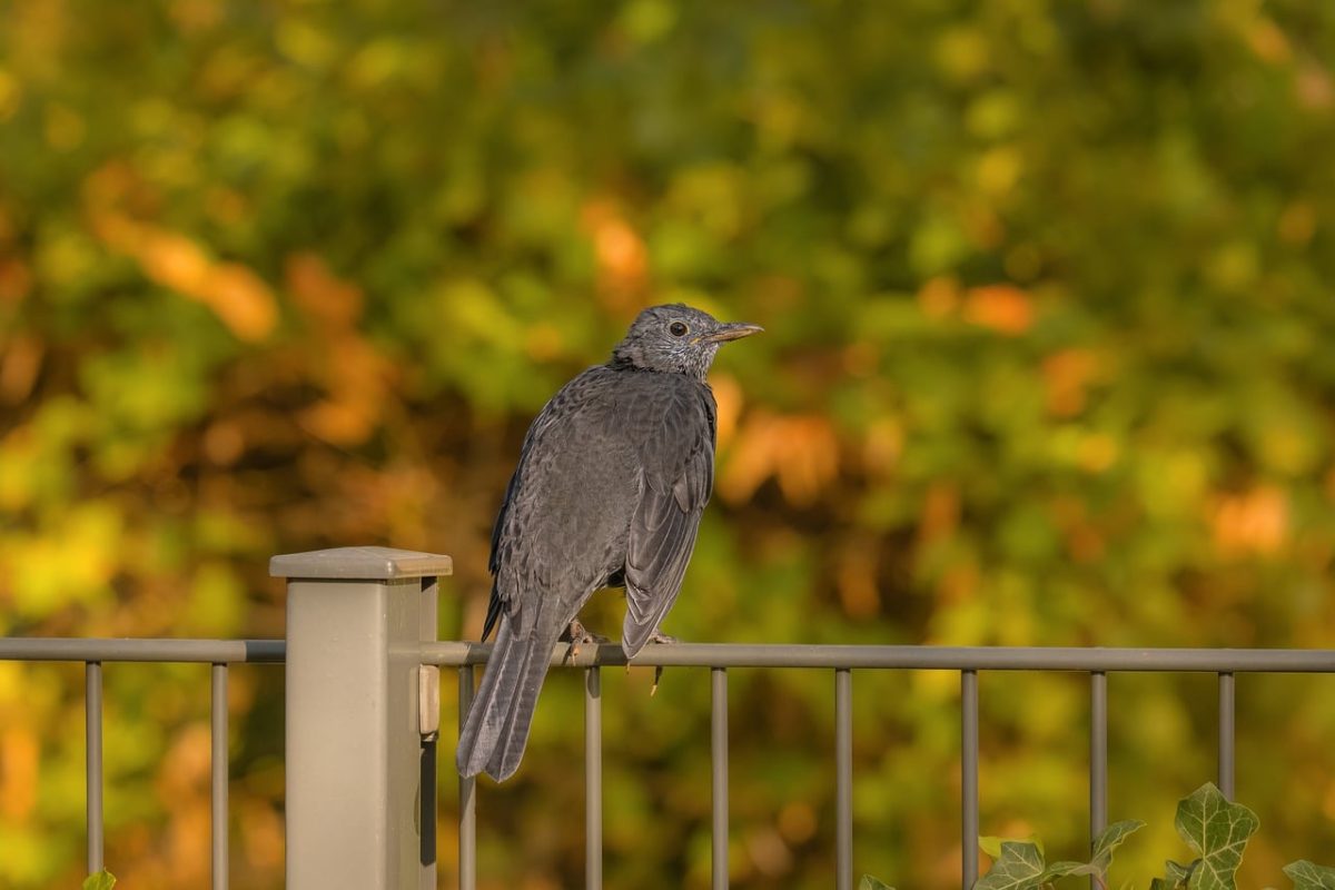 bird, fence, nature, gray, green, sitting, railing, outdoor, gloss, sunlight, birdwatching, wildlife, early autumn, calm, blurred, beautiful, natural, details, simple