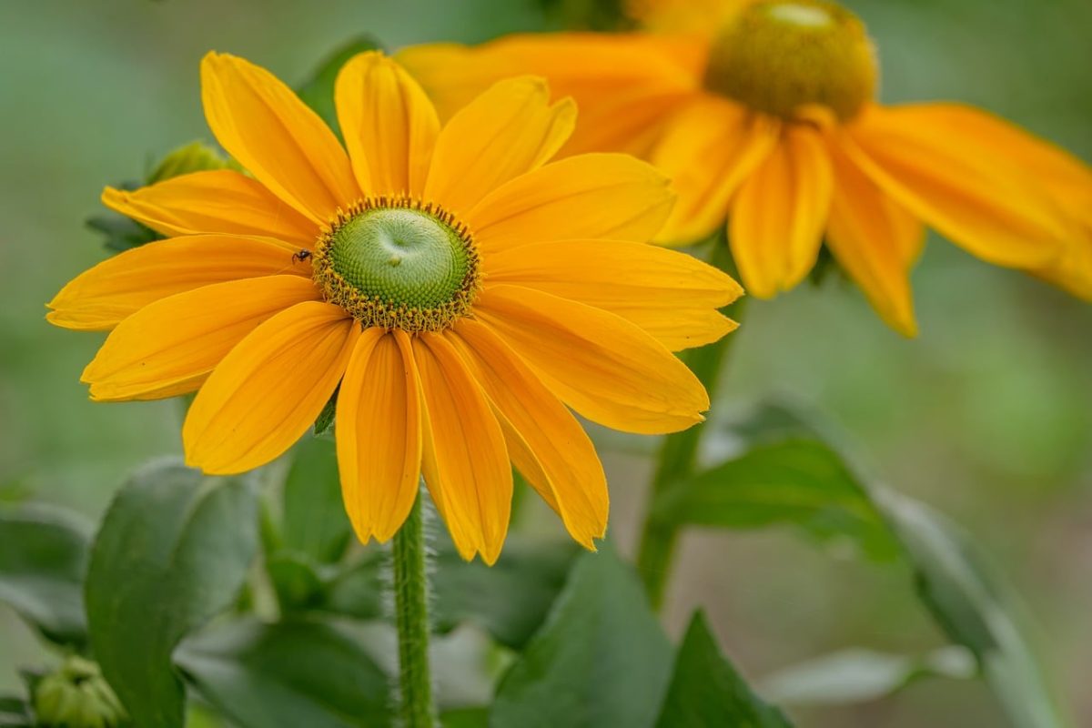 flower, sunflower, yellow, outdoors, flower wallpaper, macro, summer, garden, nature, detail, flower background, botany, leaves, natural, blurred background, sharp, petal, natural beauty, beautiful flowers, beautiful, ant, ecology, insect