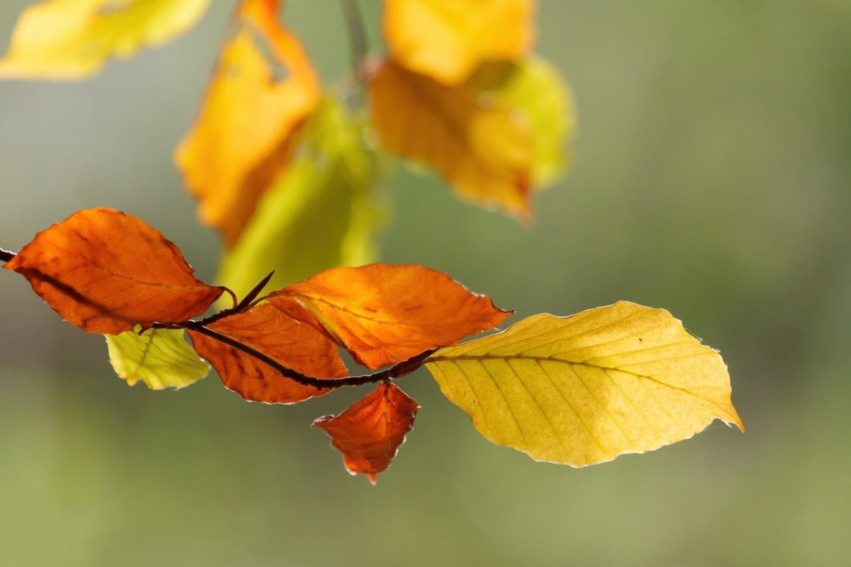 autumn, leaves, nature, autumn leaves, colorful leaves, branch, seasonal change, pastel colors, outdoors, natural motif, yellow, orange, soft lighting, tranquility, timeless, outdoor scene, natural beauty, background, simplicity