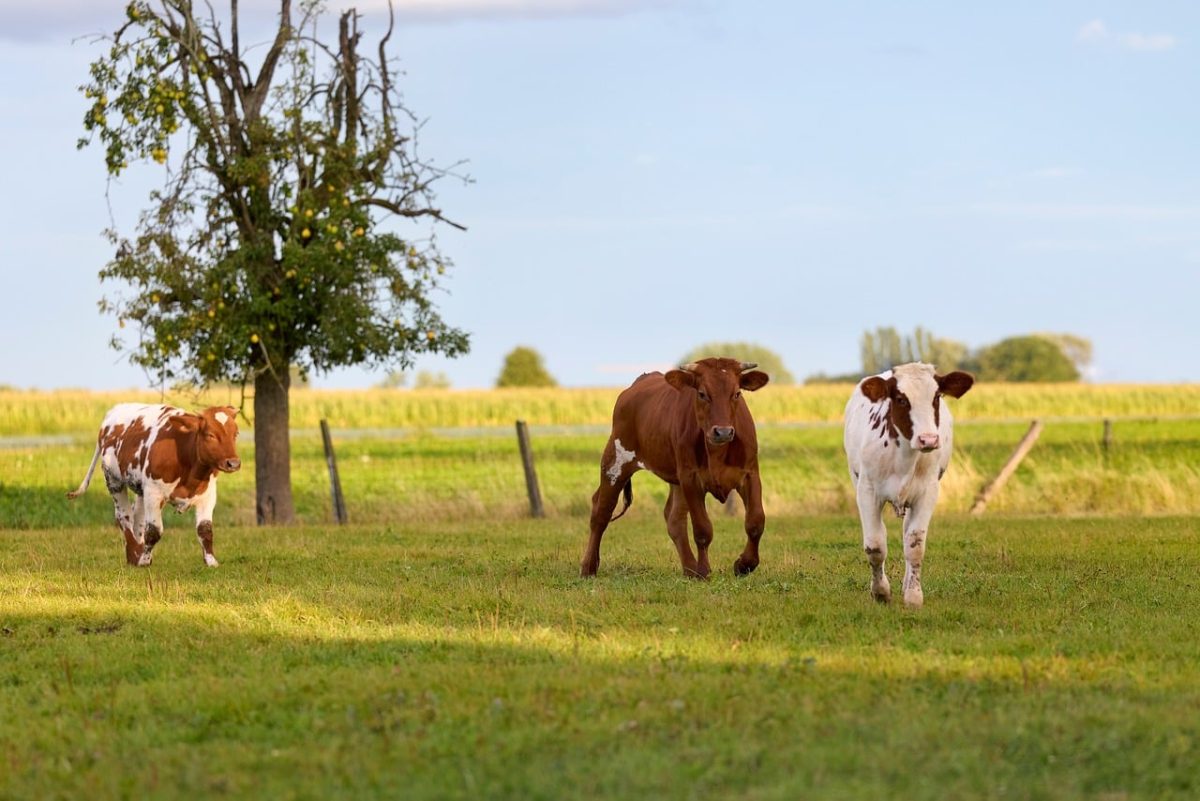 calves, cows, cattle, playful, meadow, field, grass, rural, tree, blue sky, sunny, summer, agriculture, hardy, frolicking, nature, apple tree, home, charming, pasture, leisure, fresh air