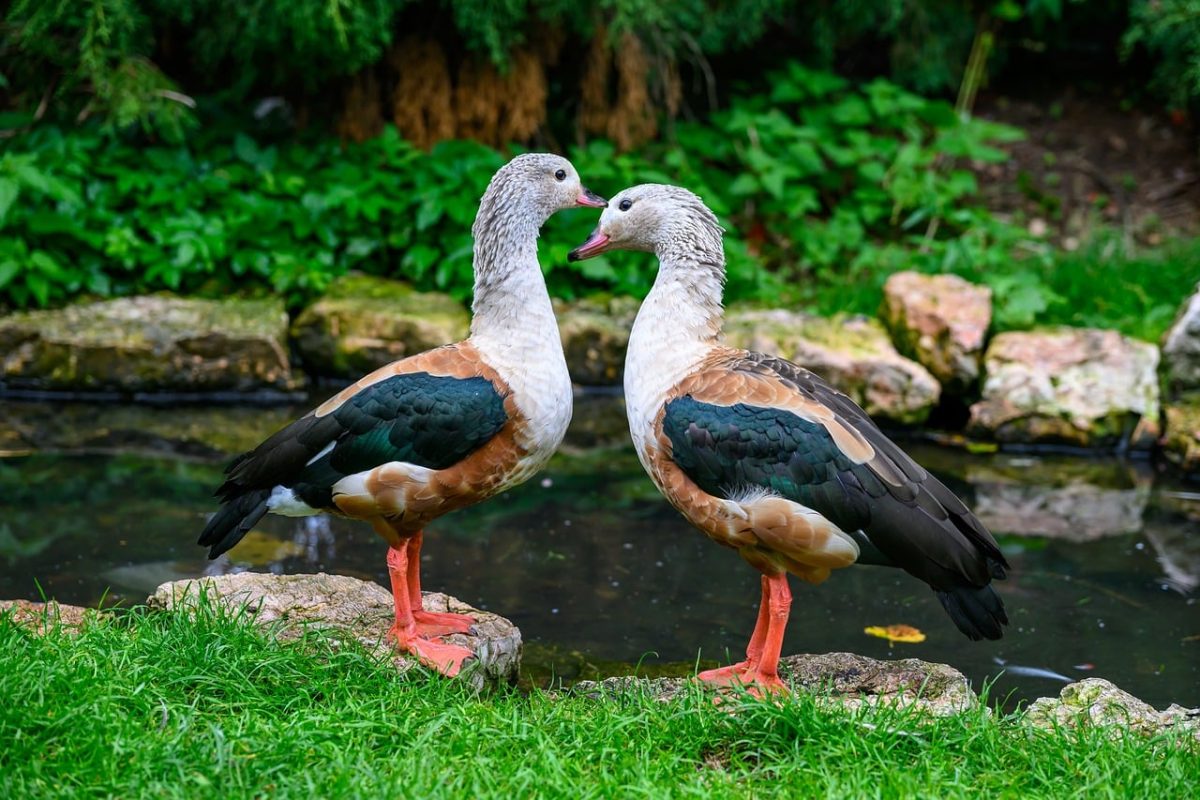 waterfowl, duck, pair, feathers, natural environment, shore, pond, winged, green grass, stone, bird song, colorful nature, fresh greenery, connection, reflection, natural scenery, wildlife, water reflection, white-headed, harmonious