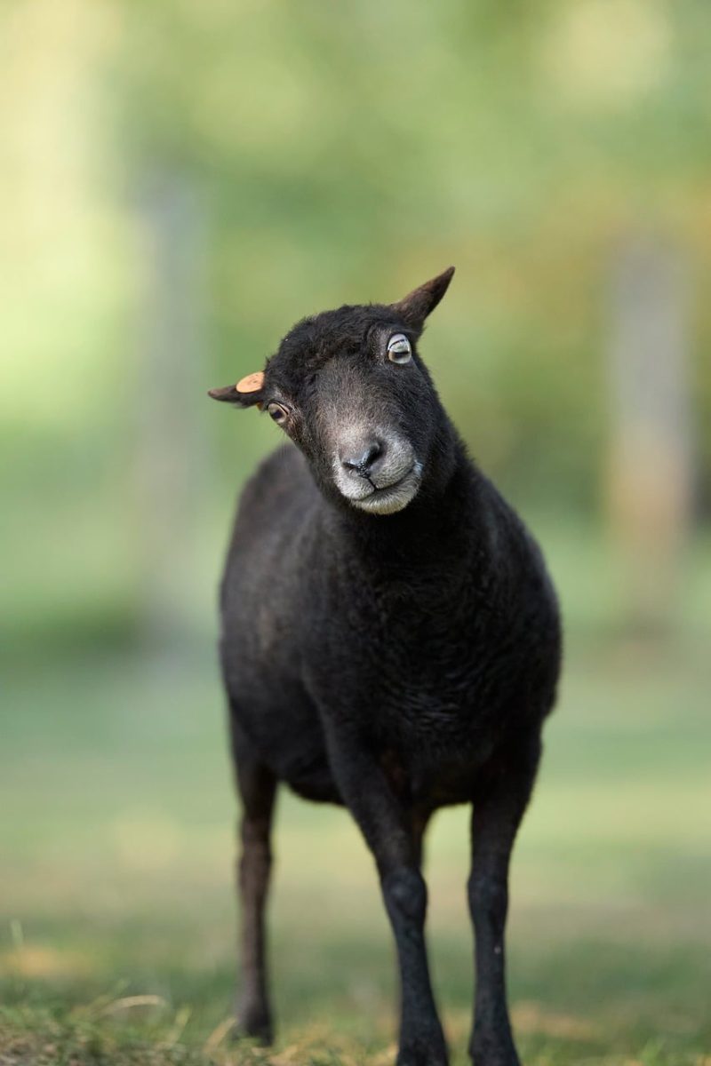 sheep, ouessant sheep, lamb, nature, farm, field, meadow, outdoor, portrait, wool, zoom, dark, cute, innocent, curious, expression, head, green, charming