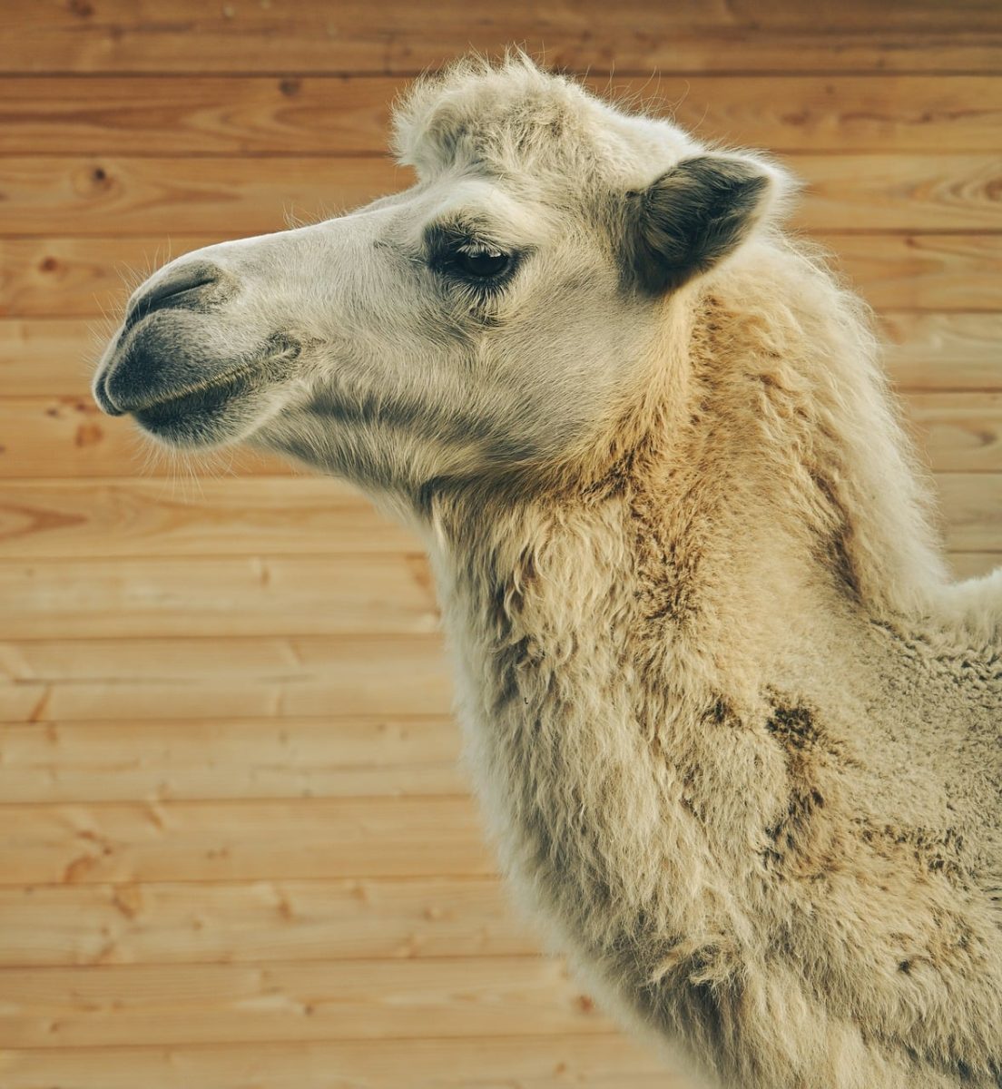 camel, animal, wood, texture, husbandry, zoo, desert, animal portrait, mammals, mammal, animal husbandry, fur, profile, living being, wooden wall, enclosure, iconic, camel fur, farm mammals, still life