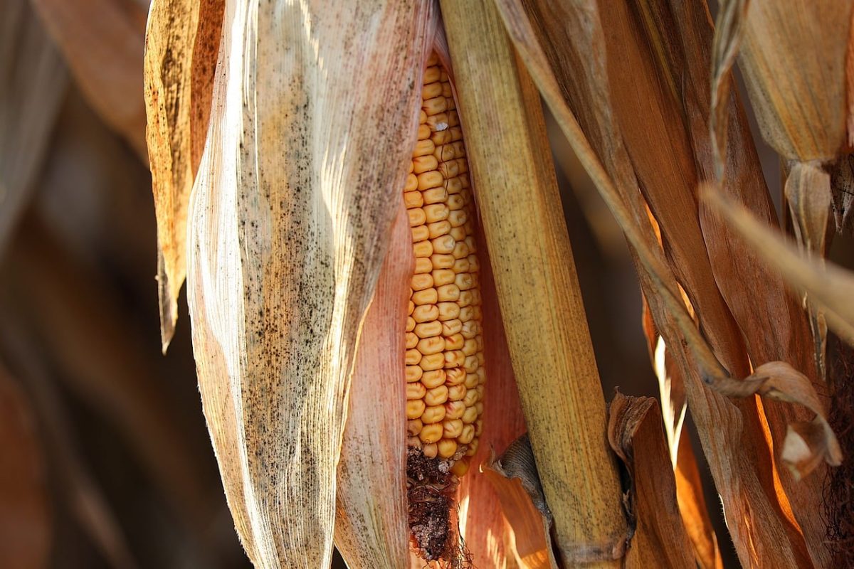 corn, cornfield, agriculture, food plant, harvest, nature, close-up, crop, leaf, dried, ear, ripeness, rural, countryside, mature, farm, yellow-brown, agricultural production, autumn, kernel