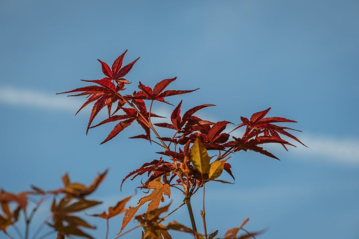maple, autumn, leaves, red leaves, nature, blue sky, maple leaves, sunny day, clear sky, background, trees, rowan tree, outdoor, peaceful, natural beauty, summer, light, close-up, environment