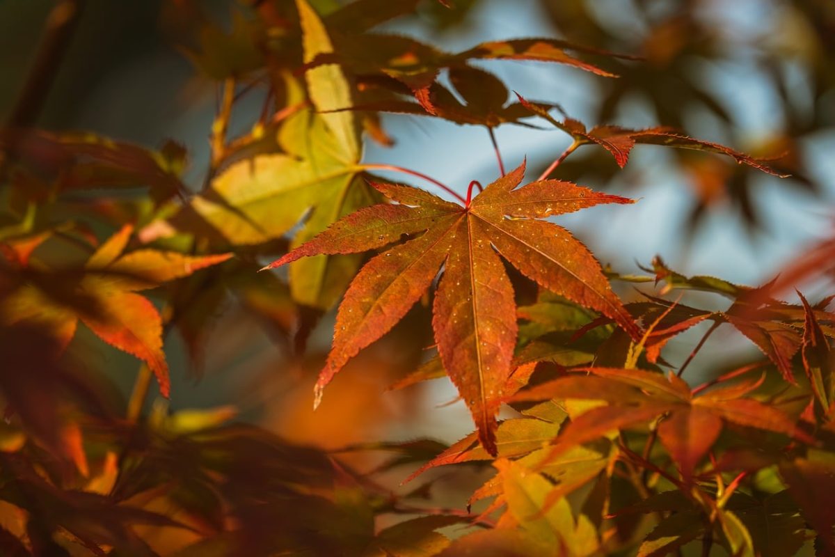 maple, autumn, leaves, nature, leaf colors, orange, red, leaf glow, light, outdoor, green, landscape, detail, texture, garden, leaf imprint, autumn leaves, soft light, natural background, golden hour