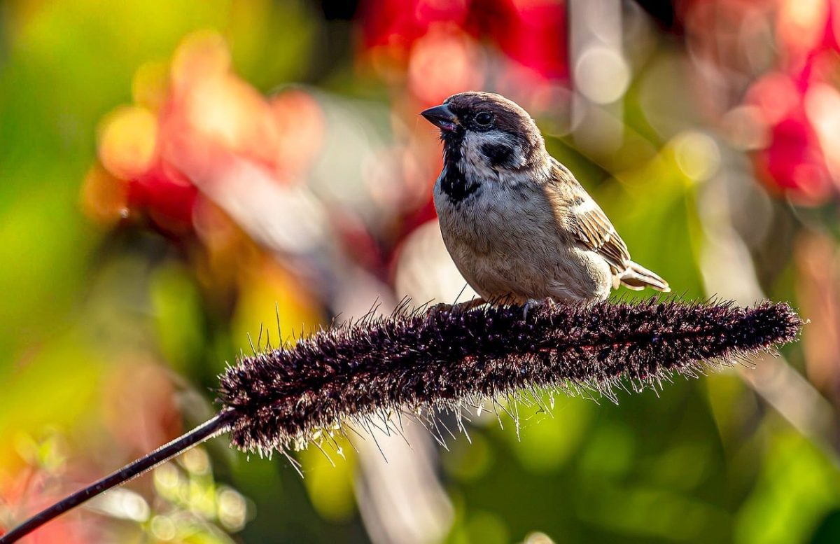 sparrow, tree sparrow, wildlife, nature, feathers, plumage, brown, garden, outdoor, hd wallpaper, background, colorful, bokeh, songbird, perch, branch, plant, bird, wallpaper