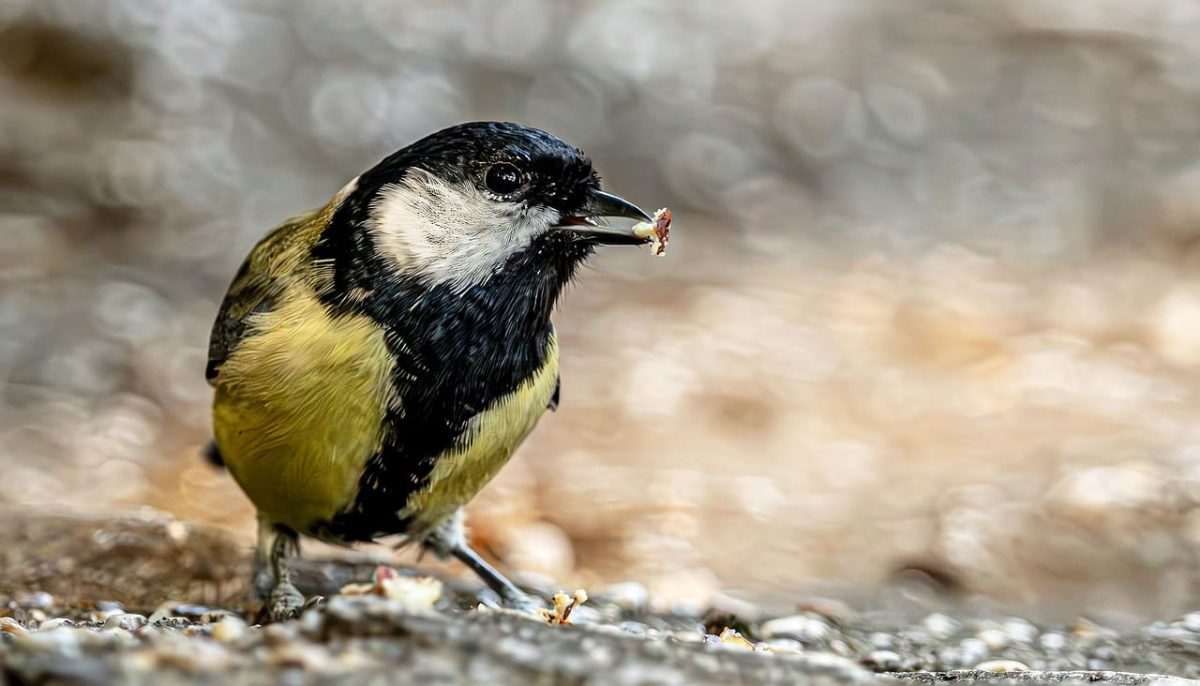 great tit, bird, nature, wildlife, avian, yellow, songbird, food, hd wallpaper, feeding, macro, bokeh, beak, seed, outdoor, background, animal, wallpaper, feather, plumage