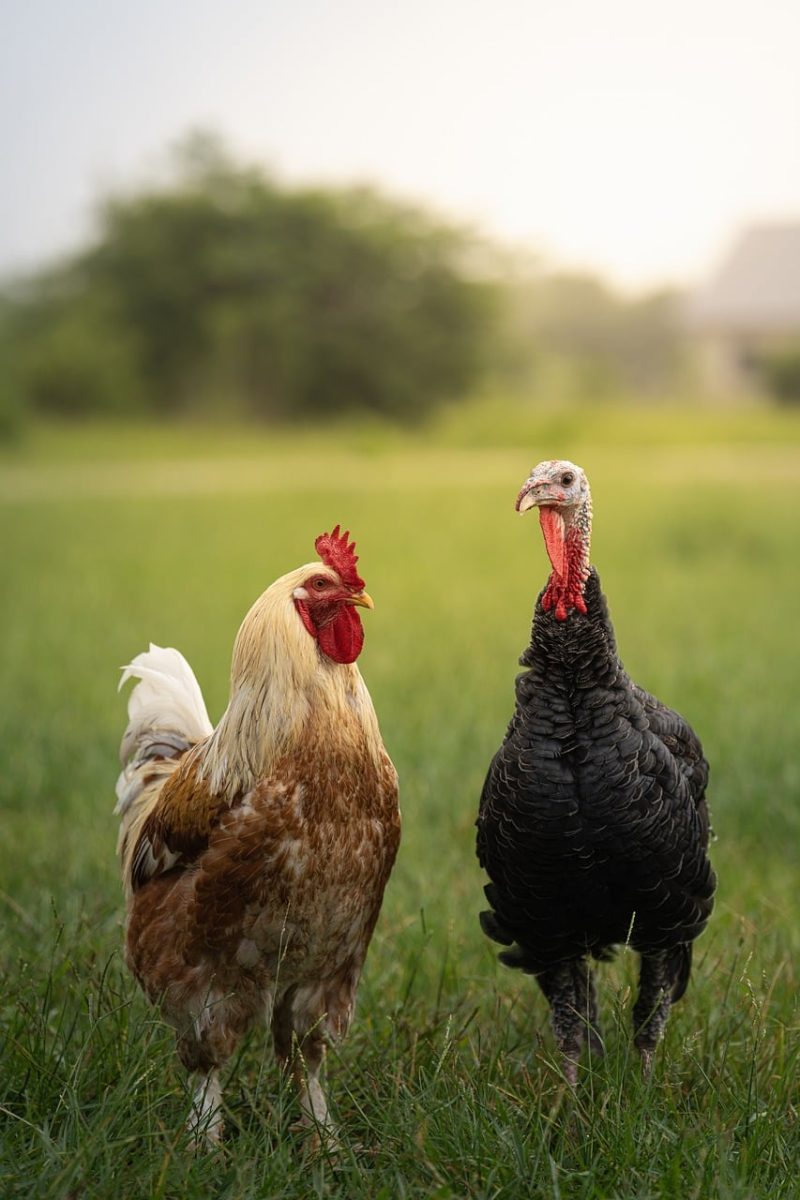 rooster, turkey, grass, landscape, rural, animals, bird, poultry, nature, field, red comb, feathers, friends, companionship, calm, farming, fusion, friendship