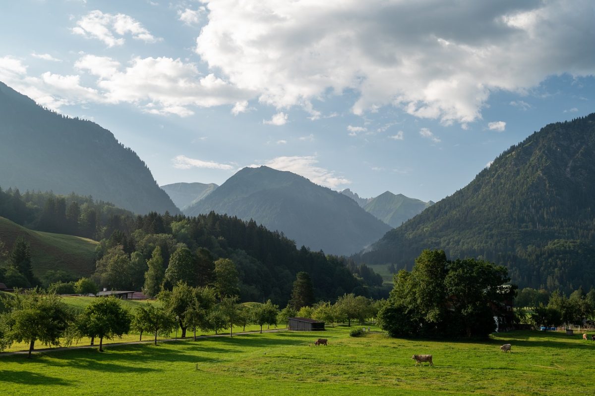 oberstdorf, allgäu, mountains, alps, valley, morning, meadow, cows, agriculture, light, nature, mountain landscape, bavaria, forests, shadows, cabins, hiking, picture, beautiful, countryside