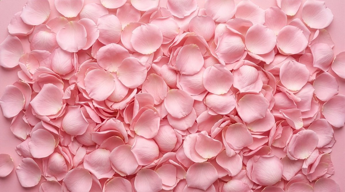 pink petals, rose petals, romantic, nature, background, template, card, invitation, natural, decoration, pile of petals, texture, creative, soothing, gift, greeting, petals, romantic background, pink, fresh
