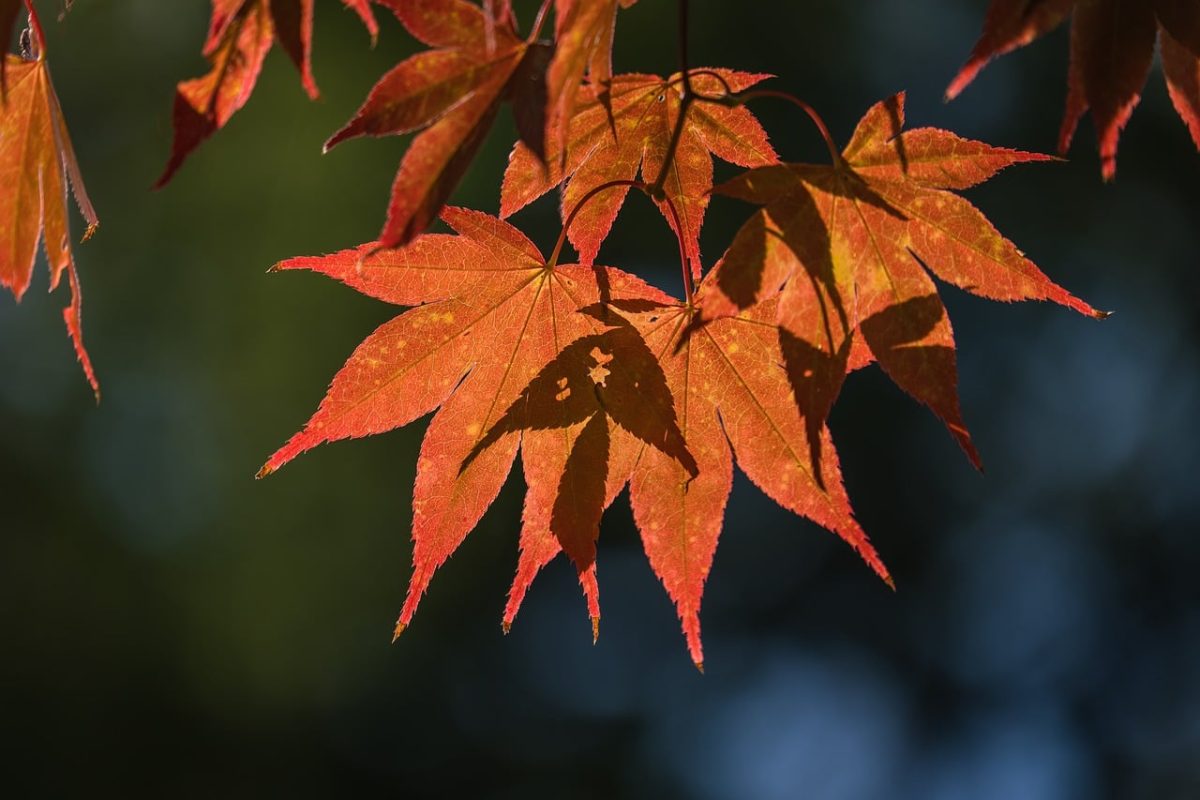 autumn, leaves, maple, orange, bokeh background, nature, lit, green, bright, outdoors, soft light, natural beauty, details, seasonal, sunlight, outdoor setting, decorative, natural light, depth of field, soft colors