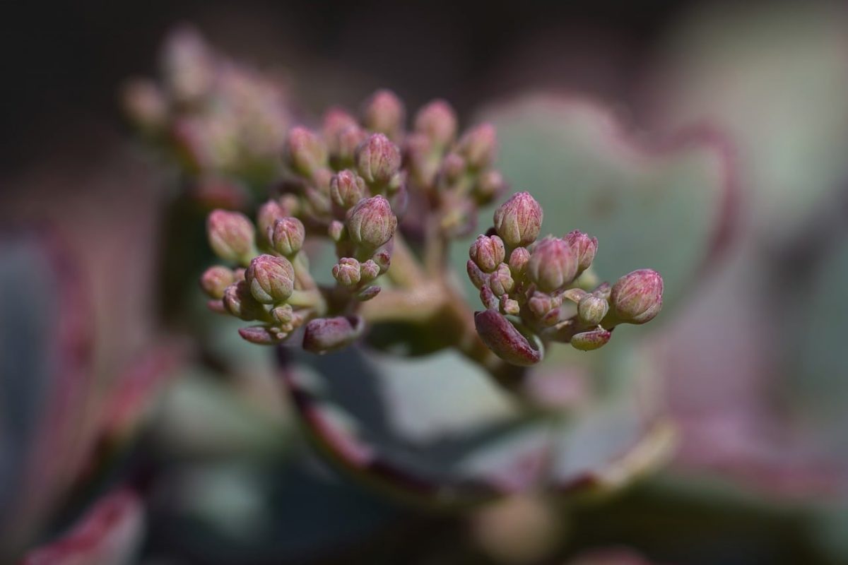 succulent, sedum, plant, nature, macro, detail, buds, green, pink, spring, garden, flora, summer, blossom, pastel, closeup, botany, natural, serenity