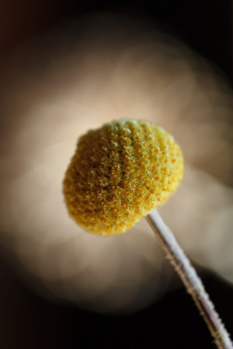 flower, yellow, craspedia, billy button, macro, plant, nature, detail, botany, texture, bokeh background, simplicity, artistic, background, beauty, decoration, photography, art, sharp, modern
