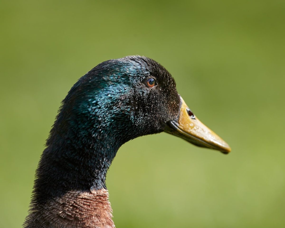 duck, waterfowl, animal, wild, nature, portrait, profile, head, neck, beak, eye, feathers, iridescent, colorful, green, yellow, blurry background, outdoors, bird, detail, curious
