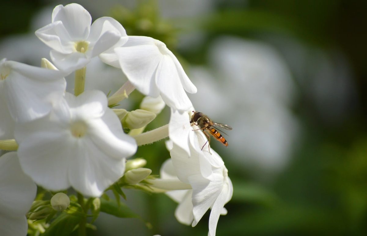 insect, hoverfly, white flowers, flora, nature wallpaper, flying, summer, ornamental plant, green background, phlox, macro, cultivation, wildlife, delicate, plant, pollinator, garden, blooming, purity, nature, bright light
