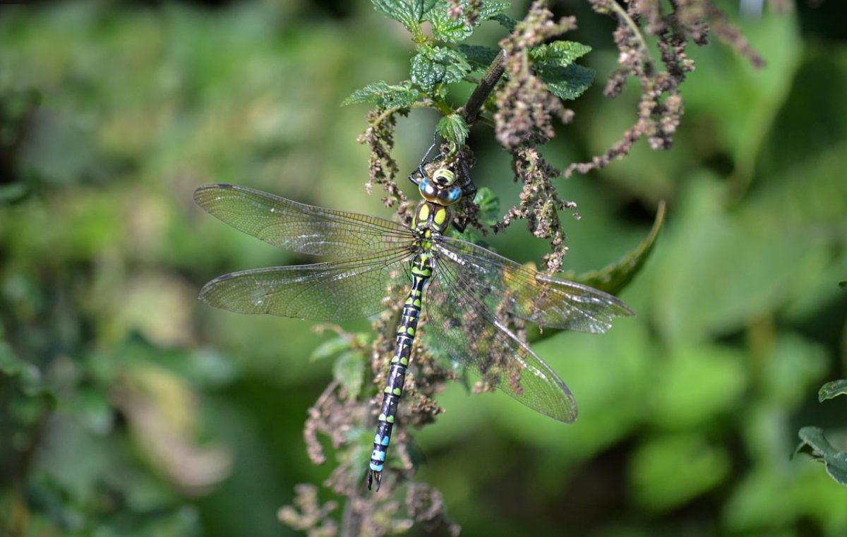 dragonfly, aeshna cyanea, nature, wings, insect, closeup, macro, blue-green, natural habitat, flying insect, shallow depth of field, nature wallpaper, hawker dragonfly, filigree wings, animal, green, large insect, blurred background, wing details, southern hawker