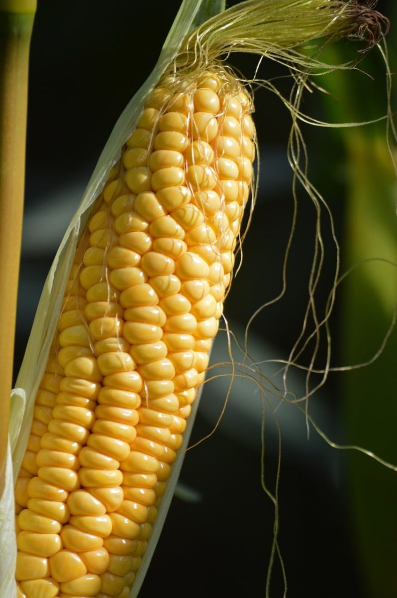 corn, cob, grain, yellow, vegetable, harvest, healthy, food, farm, agriculture, close-up, nature, crops, plant, kernel, nutrition, fresh, decoration, drop, seed