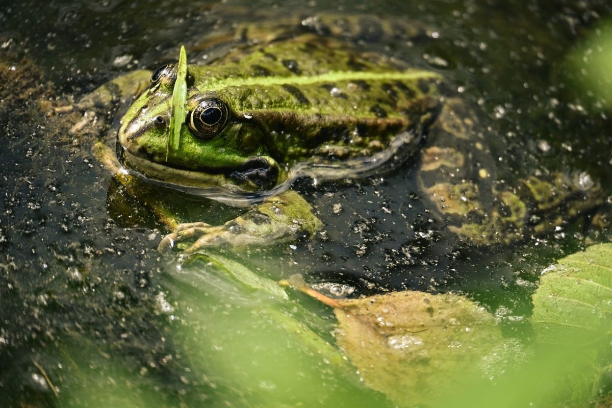 frog, pond, sound, nature, camouflage, green, water, environment, ecosystem, smooth, large frog, wild, amphibian, wet, summer, wilderness, close-up, omnivore, leaves, fresh, sight