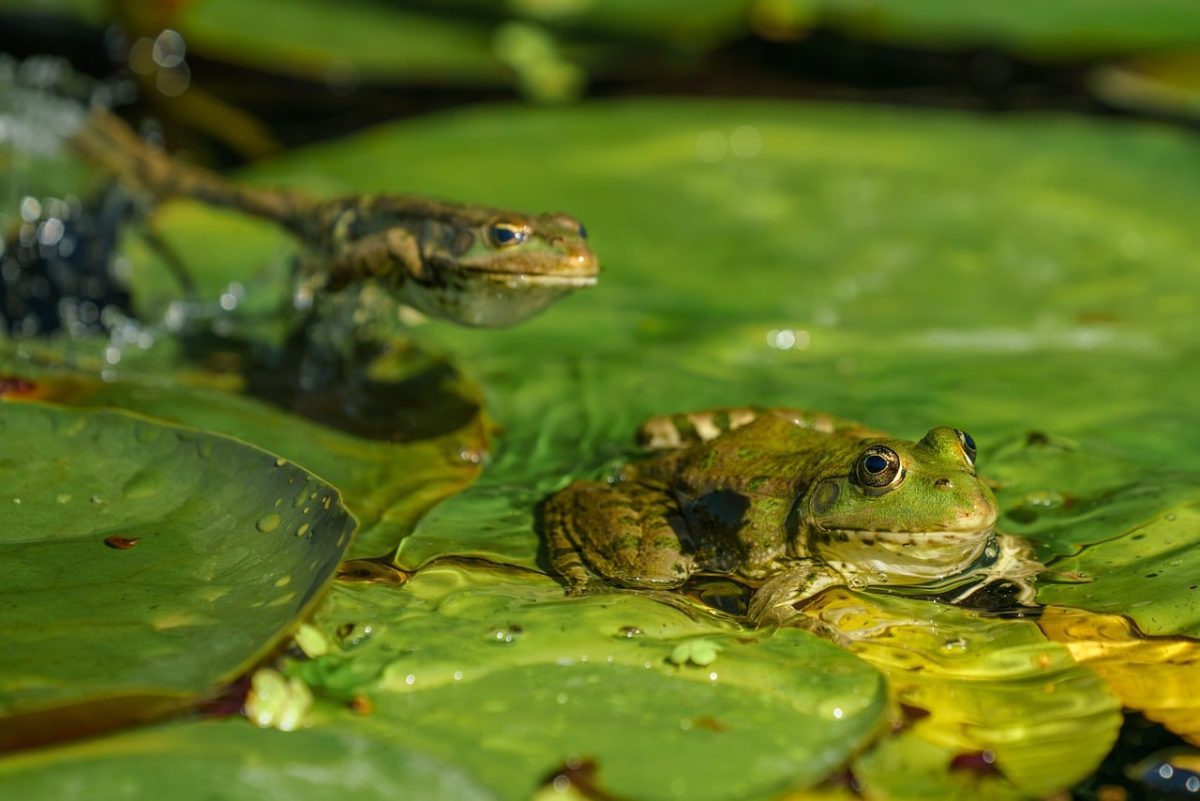 frogs, nature, lily pads, wildlife, funny, natural habitat, aquatic, pair, top, water animal, green, frog, water surface, pond life, details, macro, water, wilderness, amphibian