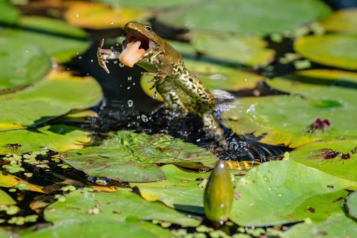 frog, amphibian, nature, pond, green, wildlife, lily pad, frog jump, action shot, prey, insect prey, wild, ecosystem, hunter, predator, water lily, water surface, motion capture, drawing, floating, drama