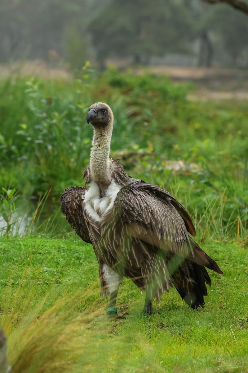 vulture, nature, animal, scavenger, bird of prey, feathered, avian world, ecosystem, carcass, green, wildlife, forest, green background, natural habitat, scavenger ecology, animal kingdom, green foliage, ecology