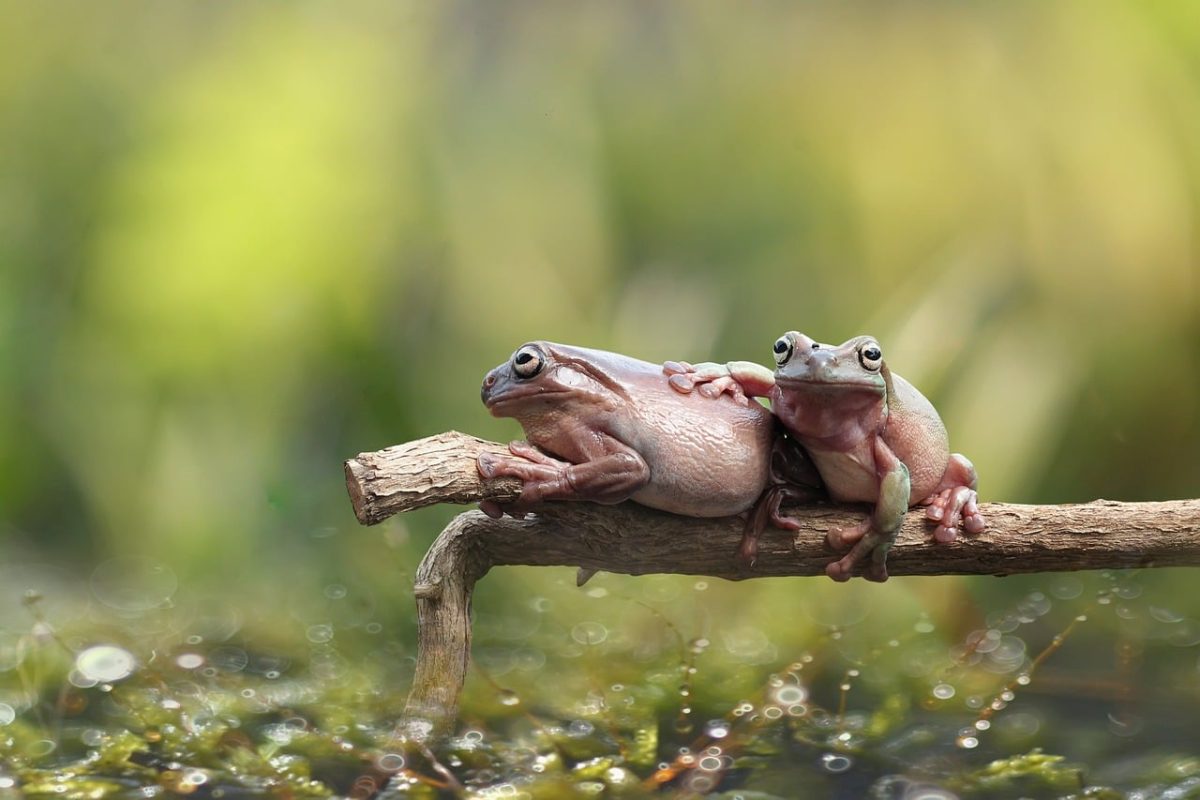 frog, animal, nature, amphibian, wildlife, green, pond, water, fauna, cute, branch, two, balancing, biotope, symbiosis, macro, front view, reflection, sunny, calm
